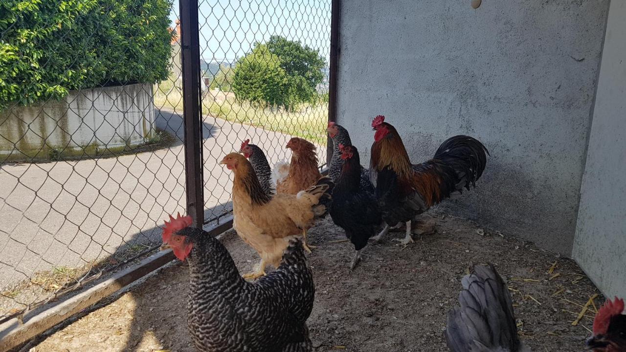 Apartma Panorama Marezige Εξωτερικό φωτογραφία
