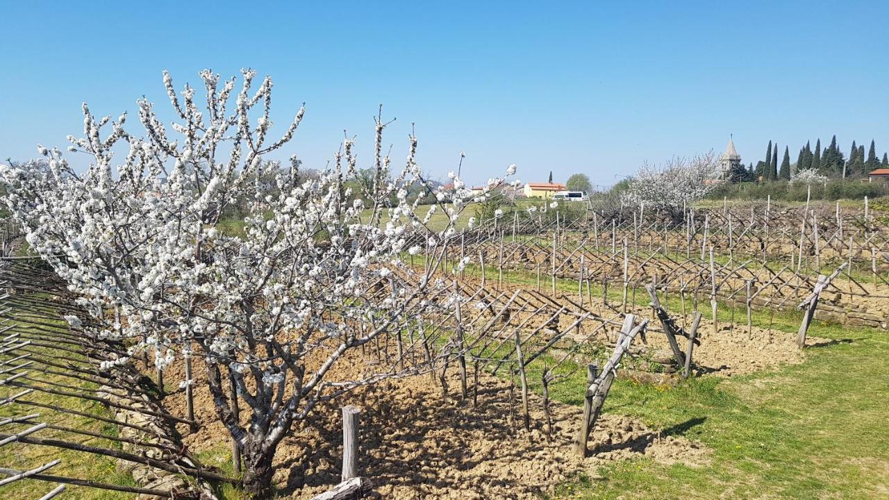 Apartma Panorama Marezige Εξωτερικό φωτογραφία